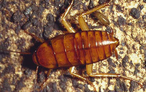 cucaracha