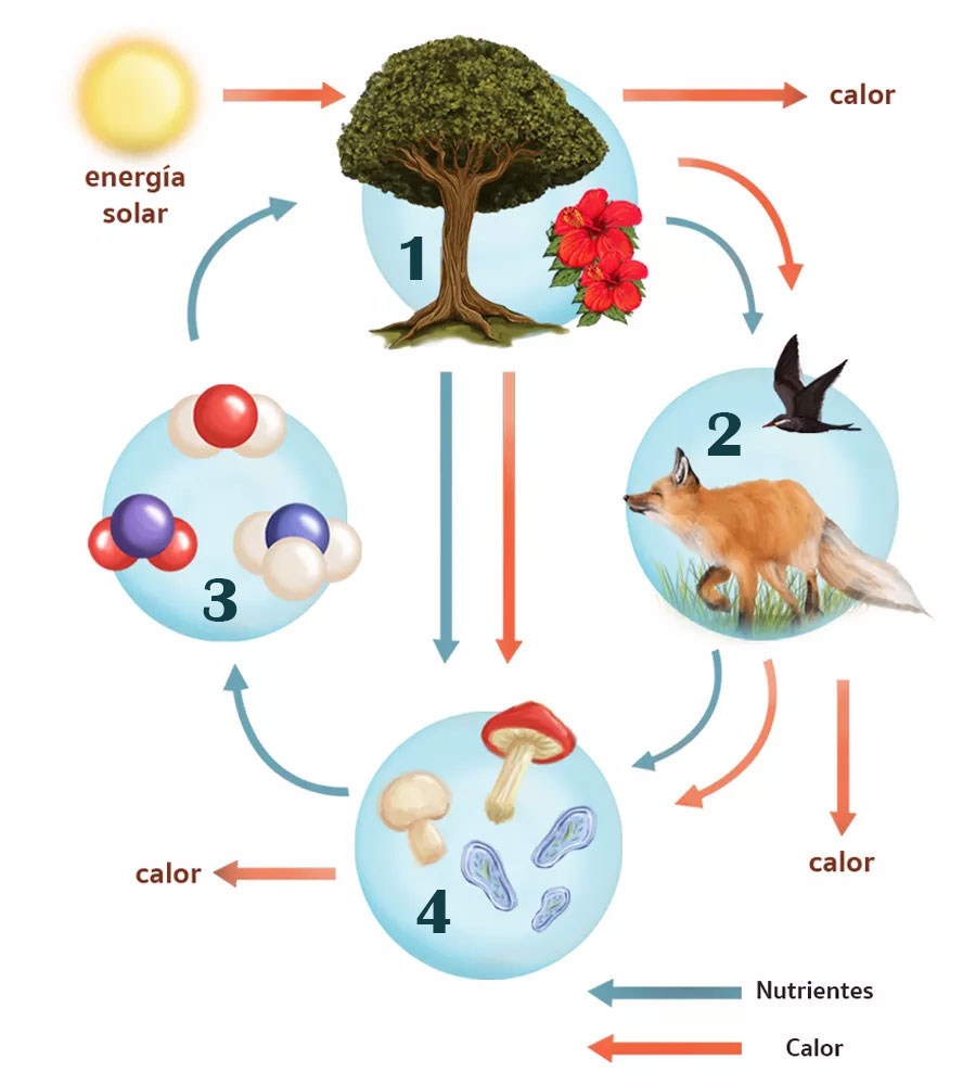 Componentes del ecosistema