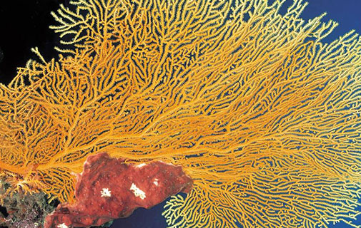 coral abanico