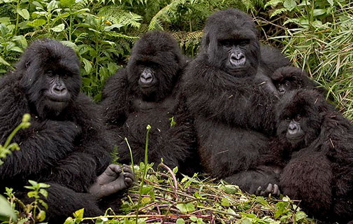 gorilas