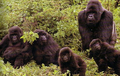Gorila macho con varias hembras